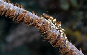 Raja Ampat 2019 - DSC07543_rc - Wire corail crab - Crabe areignee - Xenocarcinus tuberculatus